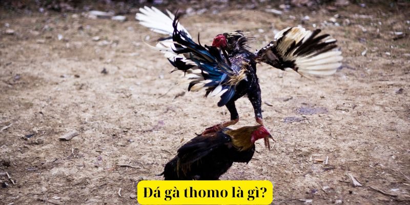 Đá gà thomo là gì?